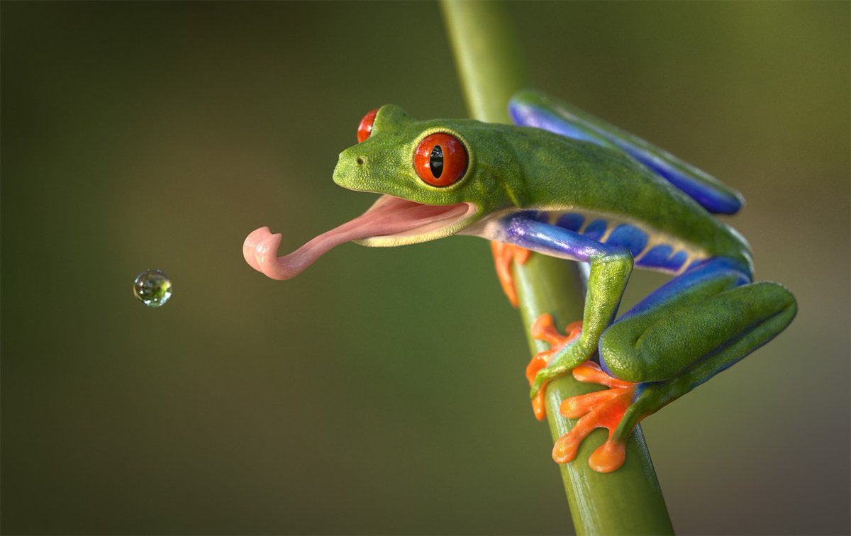 Red-eyed tree frogs