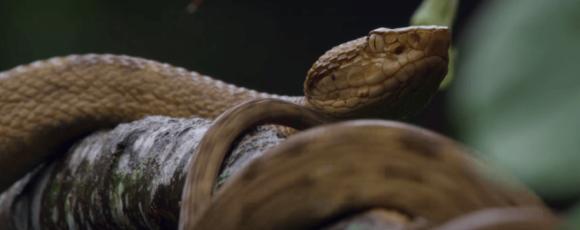 Sayjoy えんじょい 現実世界で一番危険な島はブラジルにあるイーリャ デ ケマダ グランデ島 ここは独自に進化した蛇ゴールデンランスヘッドが無数に存在して同種の蛇より5倍の毒を持つ 入ったら生きて帰れない キングコング キングコング髑髏島の巨神