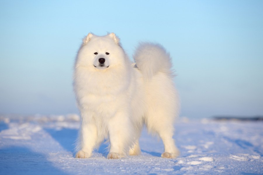 Samoyeds