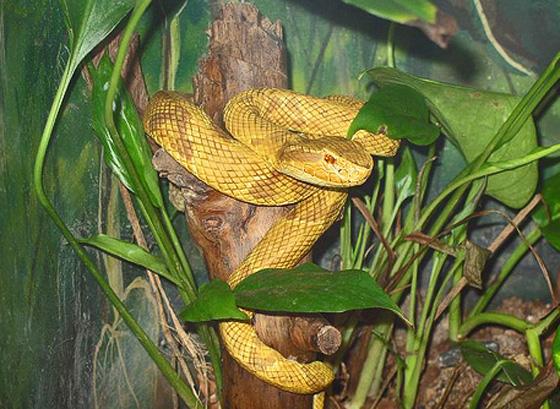 Sayjoy えんじょい Tren Twitter 現実世界で一番危険な島はブラジルにあるイーリャ デ ケマダ グランデ島 ここは独自に進化した蛇ゴールデンランスヘッドが無数に存在して同種の蛇より5倍の毒を持つ 入ったら生きて帰れない キングコング キングコング髑髏島の
