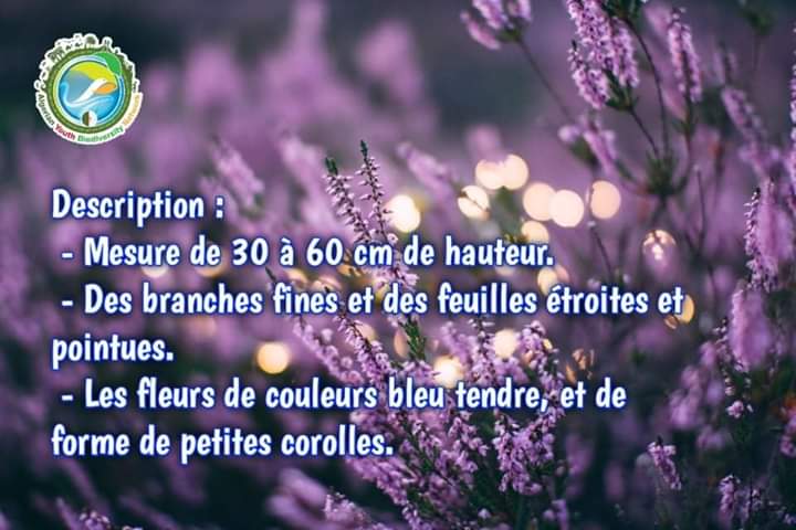 AlgeriaGybn's tweet photo. 🥀La LAVANDE est une une plante originaire du bassin ouest-méditerranéen, les romains s'en servaient pour parfumer le linge. 

🥀Et comme on dit, en mûrissant, faites comme la lavande, adoucissez vous.

#GYBN_Algéria

#Plante_médicinale https://t.co/BGgWfwqwRa