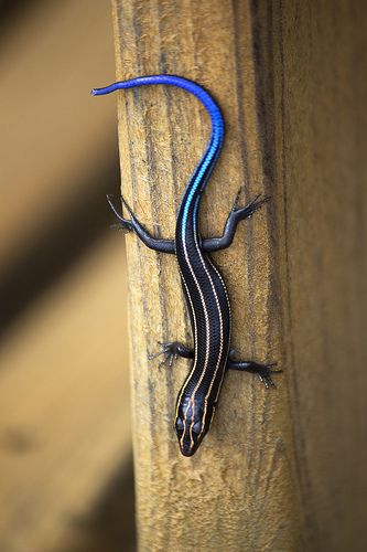 Blue-tailed skinks