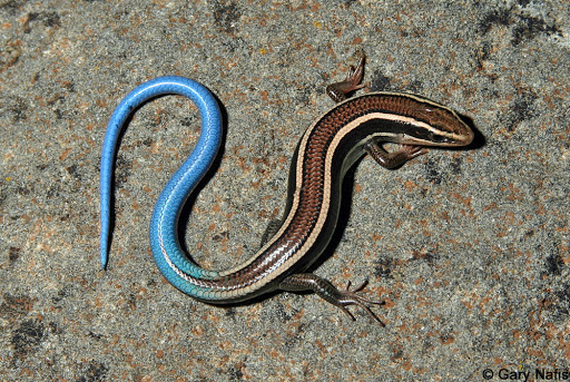 Blue-tailed skinks