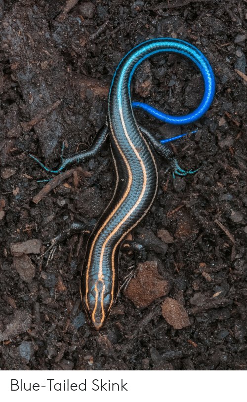 Blue-tailed skinks