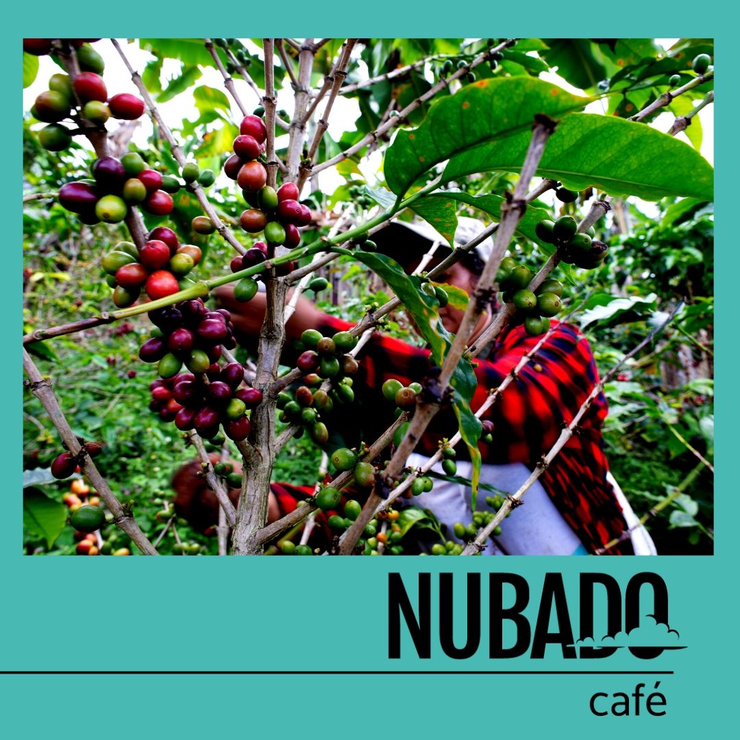 CafeNubado's tweet photo. El 27 de Junio se rinde homenaje a la labor de todas aquellas personas que están detrás de una buena taza de café.
☕

#dianacionaldelcafe #cafecolombiano #coffeelovers #fincalapastorita #cafenubado https://t.co/NARqJQzAds