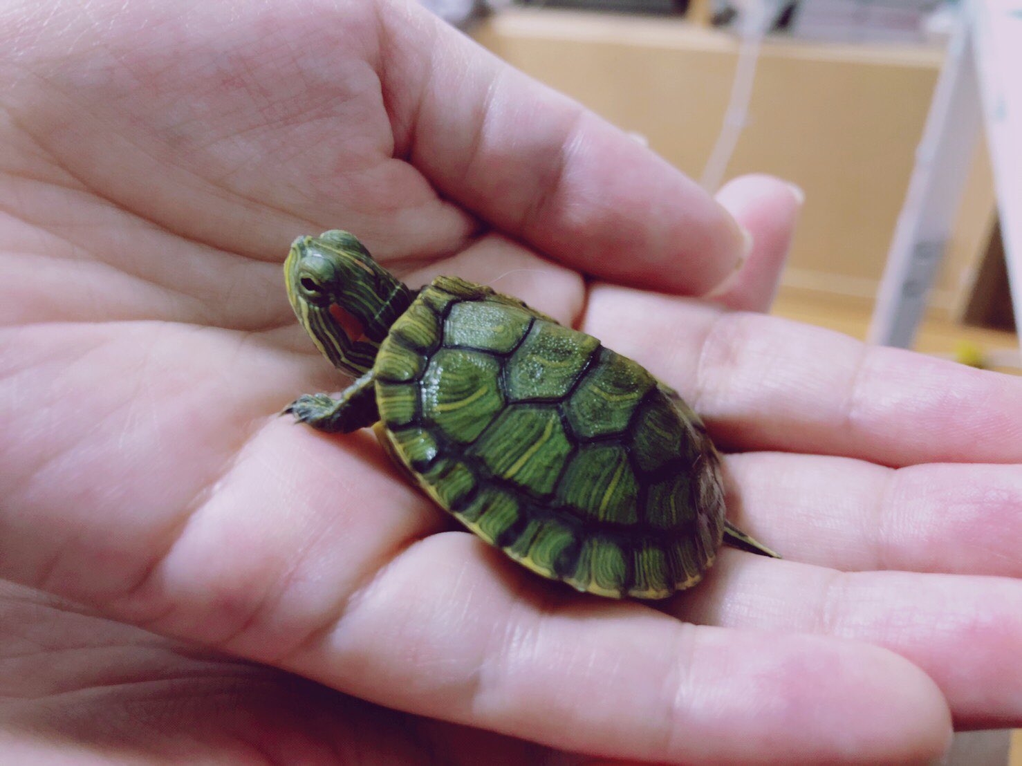 Twitter 上的 つるまほ マーケ広報 ずっと飼いたかったミドリガメが 新しい家族に 赤ちゃんだけど のしのし歩く 癒される ミシシッピアカミミガメ T Co Flbb71ynv9 Twitter