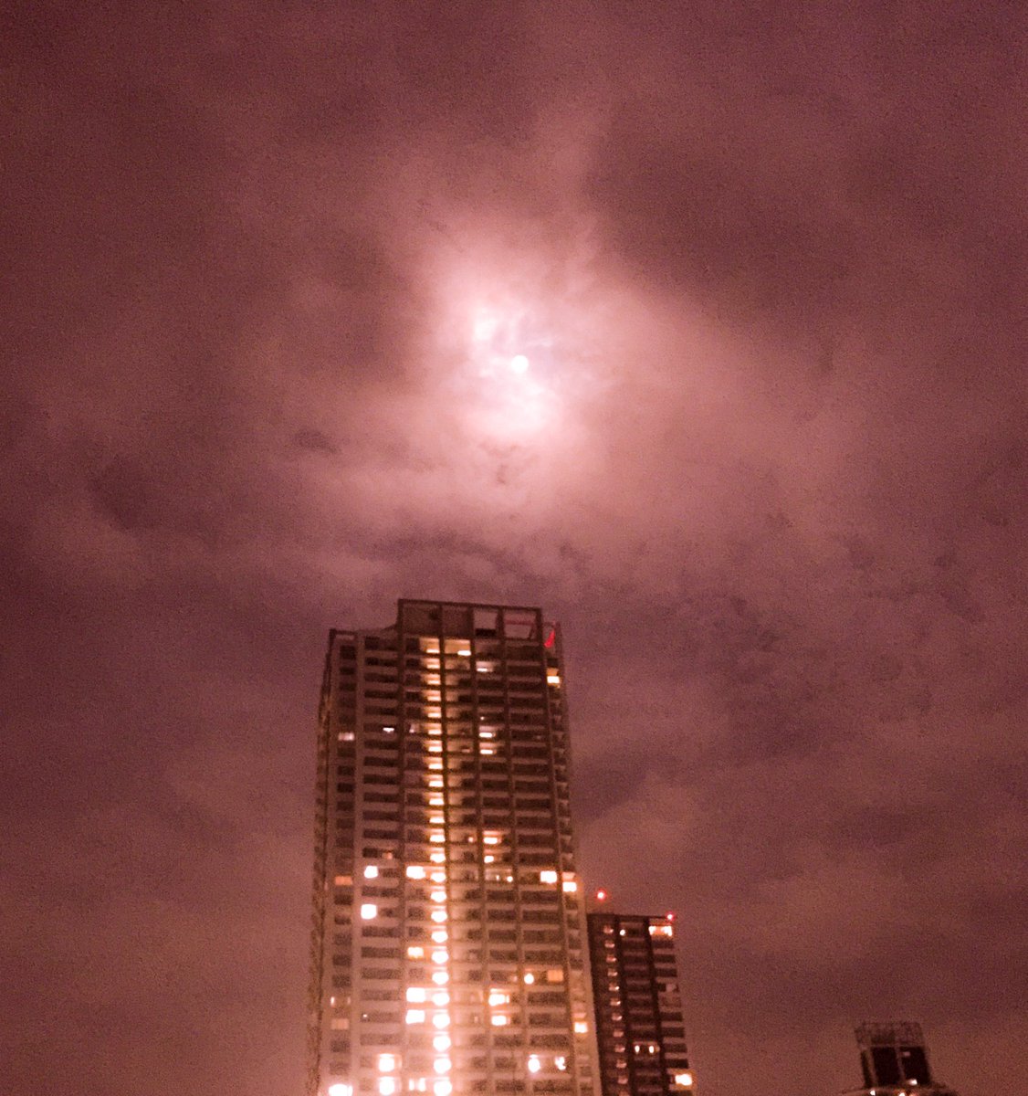 ゾロン 本 八幡