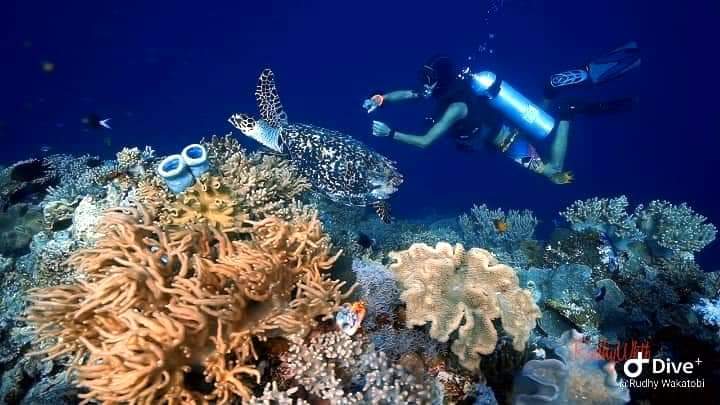 Rudhy_wakatobi's tweet photo. NEW NORMAL 👌👌
#wakatobidivingholiday #underwater #scuba #scubadiving #turtles #turtle #Divergent #dive #divest https://t.co/ShLQl4fFxm