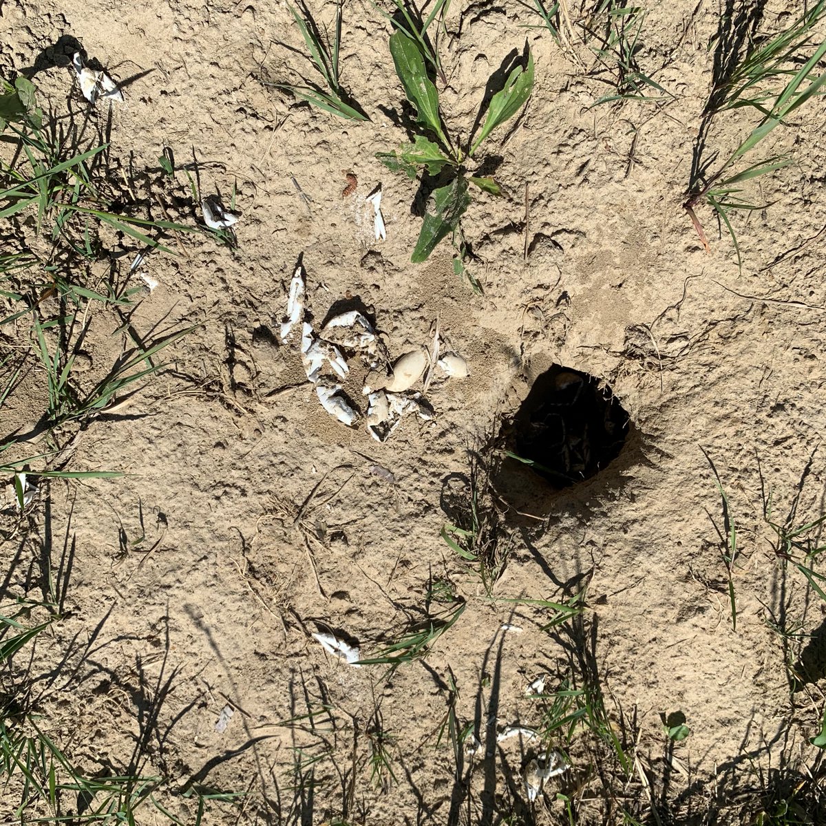 DUContario's tweet image. ✏ PARKER IN THE FIELD: Today we went to Nonquon where 2 ponds need to be rebuilt. We saw a turtle nest that had been eaten by some animal. I got to meet Craig “Burger” from DUC Kingston &amp;amp; we looked and looked for the water control structure!
#bugfighter #hideandseek #getoutside