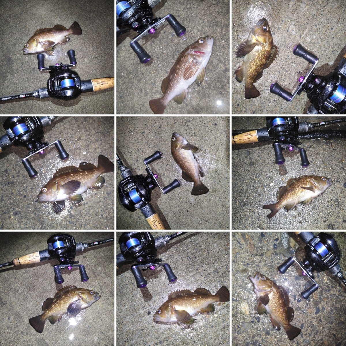 Angler Y With 釣り垢猫部 アブガルシア ソルティーステージkr Xベイトフィネスカスタム にシマノ ブレニアス を使ってました メインラインpe0 8号 ナイロン2号のリーダーを結束したシステムです Angler Y With 釣り垢猫部 アブガルシア ソルティーステージkr Xベイトフィネスカスタム にシマノ ブレニアス を使ってました メインラインpe0 8号 ナイロン2号のリーダーを結束したシステムです