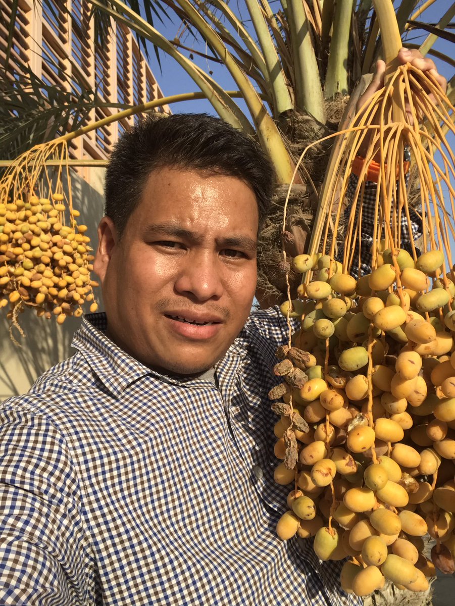 GhaleRabin's tweet photo. डे कि हजुर
सिजनको पहिलो खजुर

#datesfruit https://t.co/y4gmHiXw5H