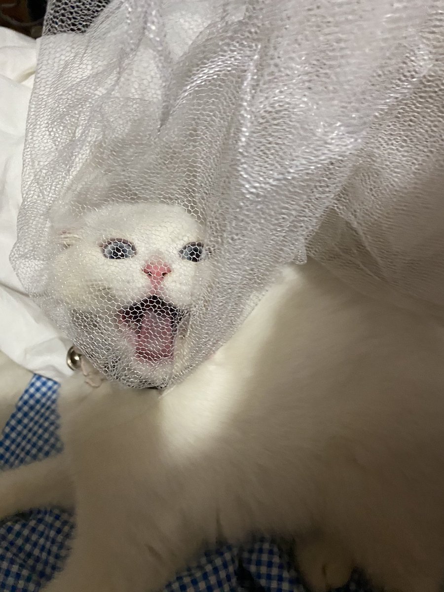 awwwfluffy's tweet photo. โดนมุ้งจับ จ้วยด้วยยยยย https://t.co/j2FvThTAqC