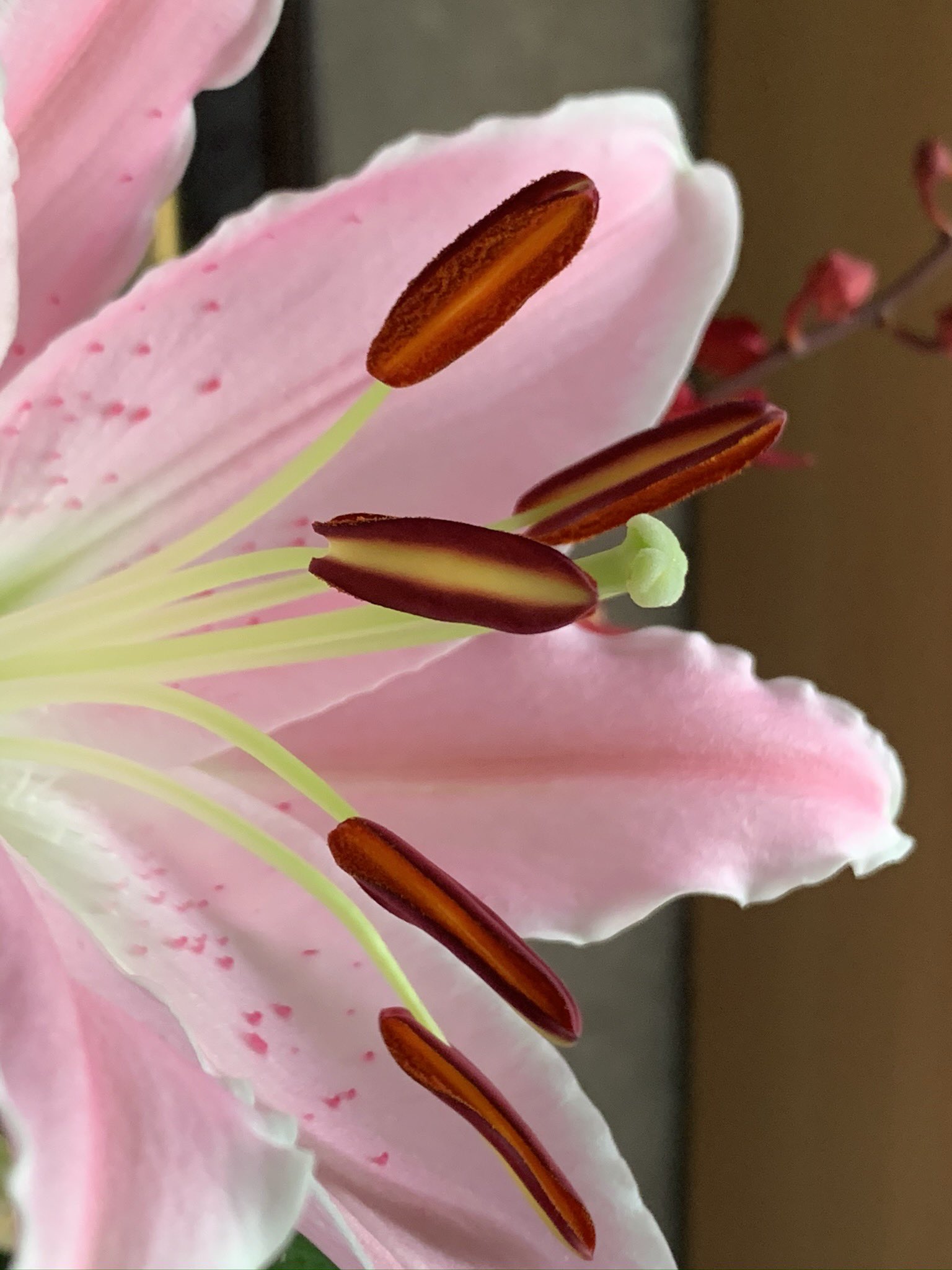 Saori 花のある暮らし 百合の花粉がついてしまった場合の対処法 2 2 除光液や無水エタノールを使用 染みの下にタオルを敷き 除光液もしくは無水エタノールを染み込ませた布で 上から優しく叩く クリーニング店で相談する 百合の花粉であることを