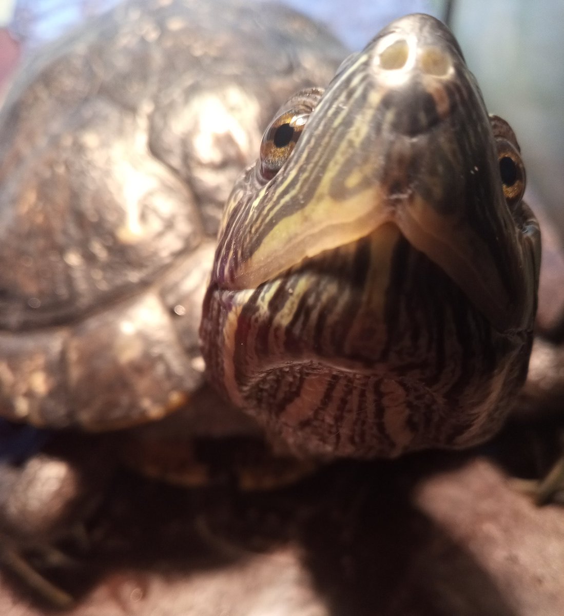 Herc-herc has started nibbling at his cuttlebone. 

His jaw strength isn't where it should be but he's getting stronger every day. 

#foster #dmtoadopt #turtle #ilovethisguy #isthisturningintoafosterfail?