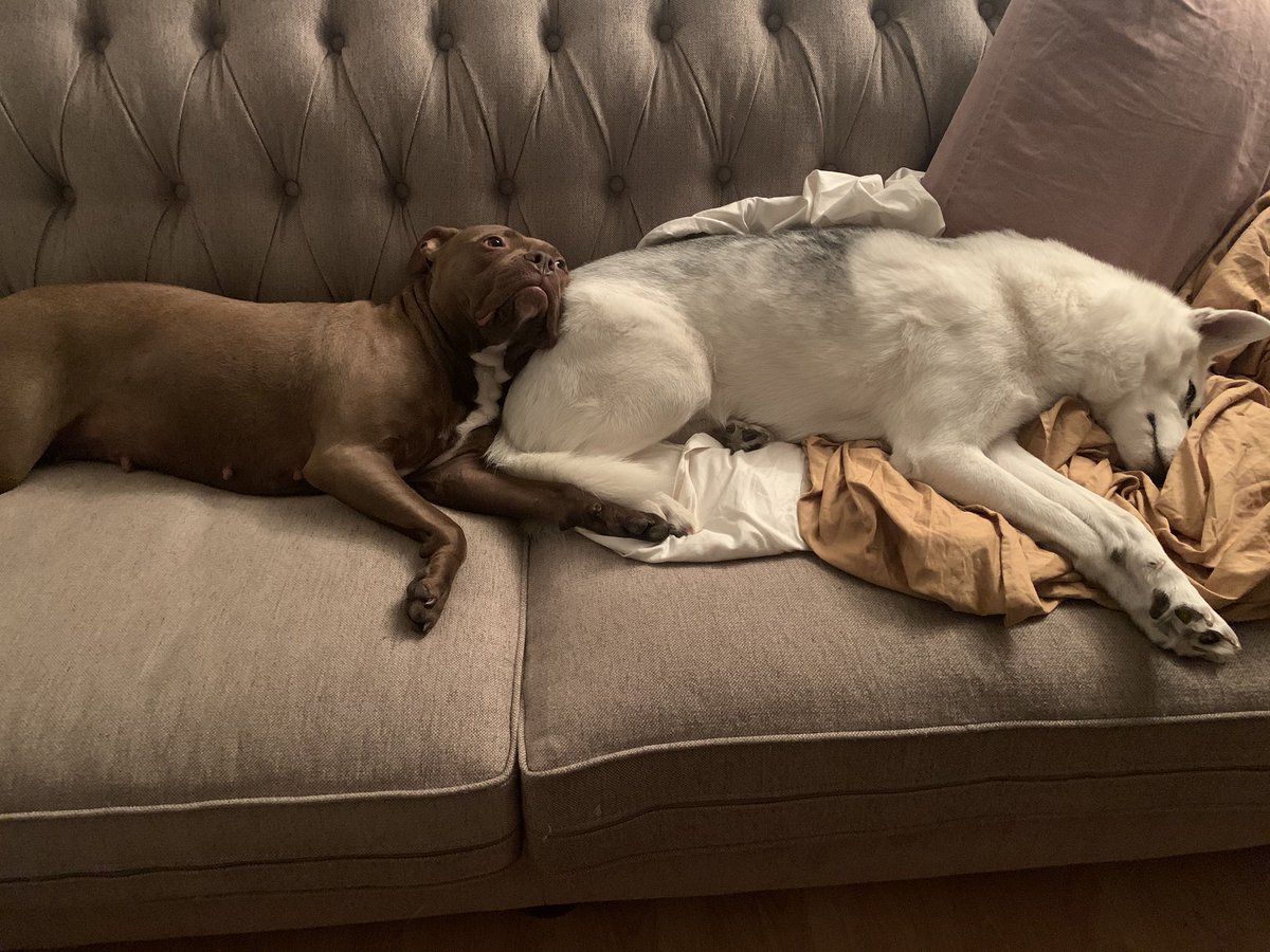 Nezzybaby's tweet photo. My husky Zeus and my pit Remi...the I rescued Remi who was too loving to do what they bred her, to which was fight. Shes family and Zeus took her under his wing. #AnimalCrossingNewHorizions #huskyandpitbull #animallovers #AnimalLoving #husky #Pitbulls #love https://t.co/TRucKNwcEG