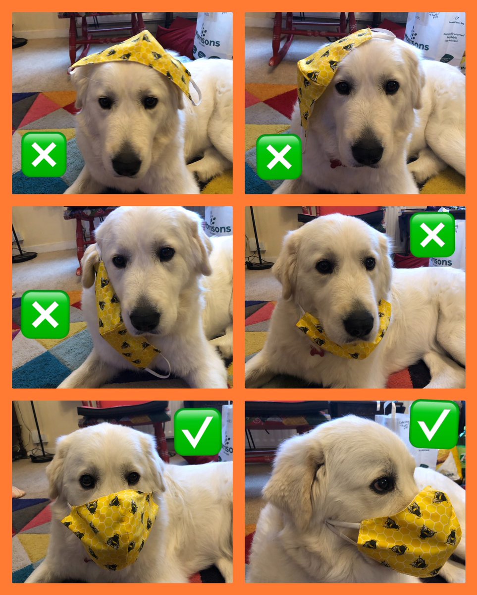 Orsa wanted to share how you should wear a face covering￼ 😷😁🐾 <a href="/ProudtoCare/">Proud to Care - Health & Care Recruitment in Devon</a> <a href="/Devon_Hour/">#DevonHour</a> <a href="/ExeterCouncil/">Exeter City Council</a> @Exeter_Hour