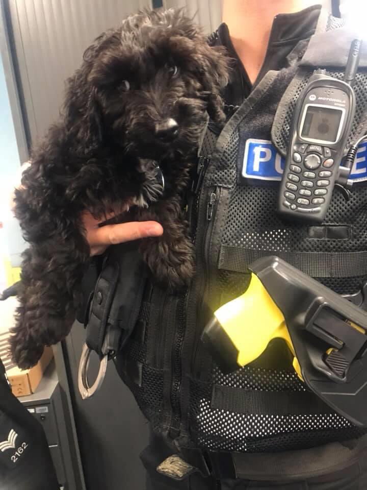 weyandportinfo's tweet photo. ICYMI: @WeyPortPolice We had a little visitor today at Weymouth Police Station. π who thinks Benji could be our newest recruit?! πΆπΎ #WeymouthPolice #PDBenji #PawPatrols https://t.co/5fe9rMmSVC https://t.co/EUCtdFeuao https://t.co/iSyyAREukR