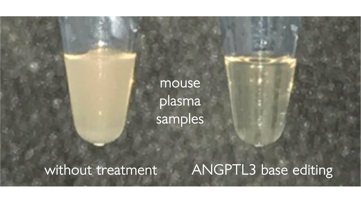 16/Alex Chadwick in my lab  @PennMedicine used base editing in mouse liver to efficiently introduce nonsense mutations into PCSK9 or ANGPTL3.With ANGPTL3 in mice with high cholesterol, she observed:>50%triglycerides>50%LDLA double whammy! https://pubmed.ncbi.nlm.nih.gov/29483174/ 