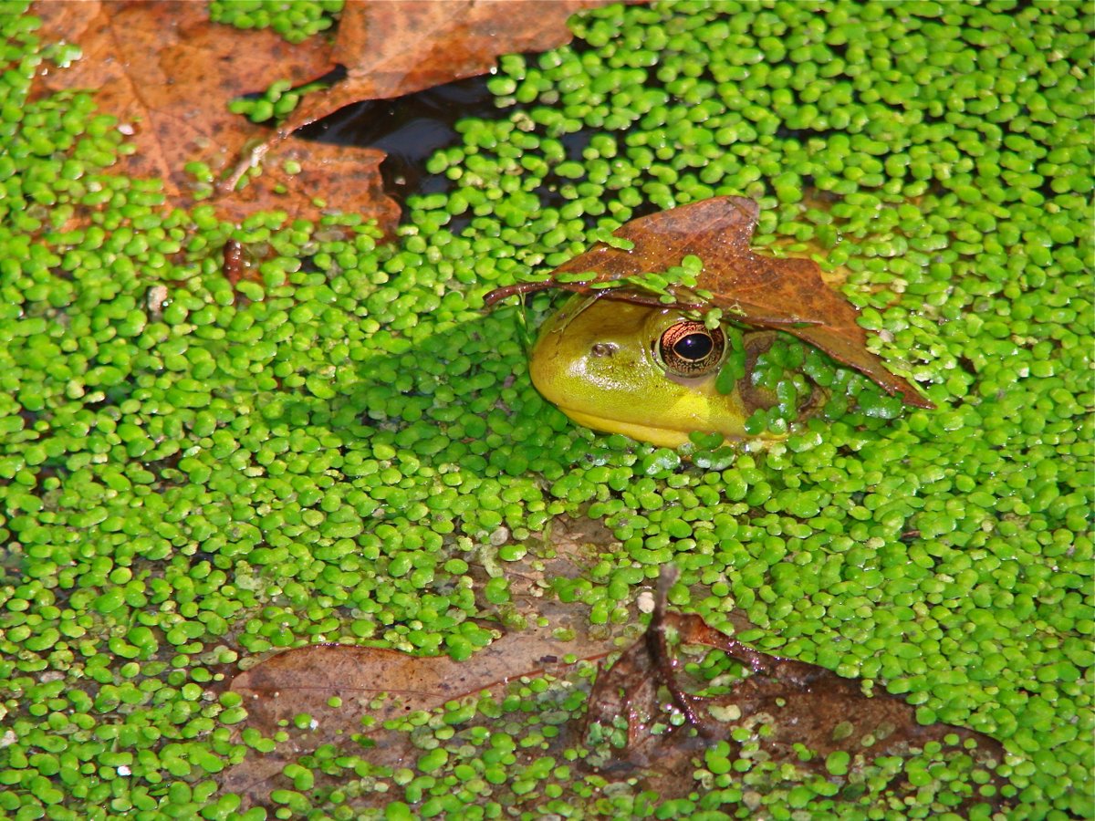 Beaver Creek Reserve tweet media