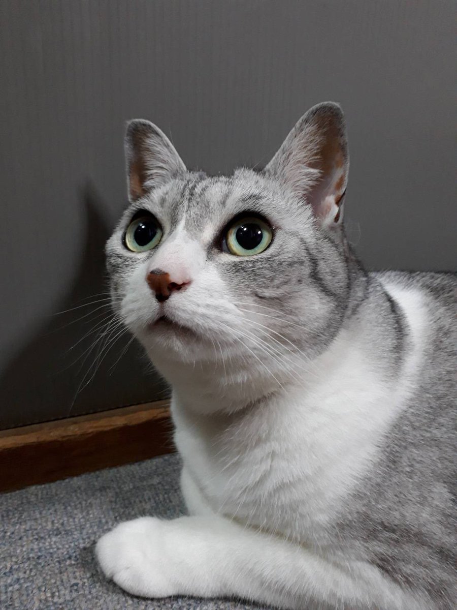 09 Dig 猫 鼻にシミができている 1枚目6 11 シミなし 2枚目6 13 うっすらシミ出現 3枚目6 28 少し大きくなっている 前も鼻にシミできててその時はしばらくしたら消えた 今回も一時的なものでありますように 結構網戸越しに日に当たってるしな 要