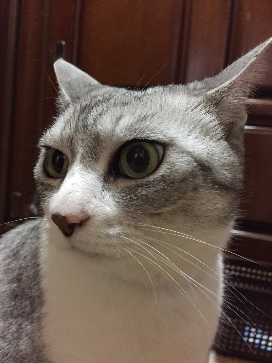 09 Dig 猫 鼻にシミができている 1枚目6 11 シミなし 2枚目6 13 うっすらシミ出現 3枚目6 28 少し大きくなっている 前も鼻にシミできててその時はしばらくしたら消えた 今回も一時的なものでありますように 結構網戸越しに日に当たってるしな 要