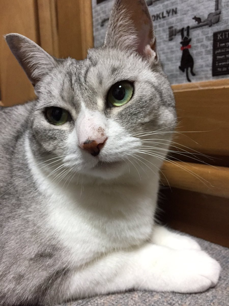 09 Dig 猫 鼻にシミができている 1枚目6 11 シミなし 2枚目6 13 うっすらシミ出現 3枚目6 28 少し大きくなっている 前も鼻にシミできててその時はしばらくしたら消えた 今回も一時的なものでありますように 結構網戸越しに日に当たってるしな 要