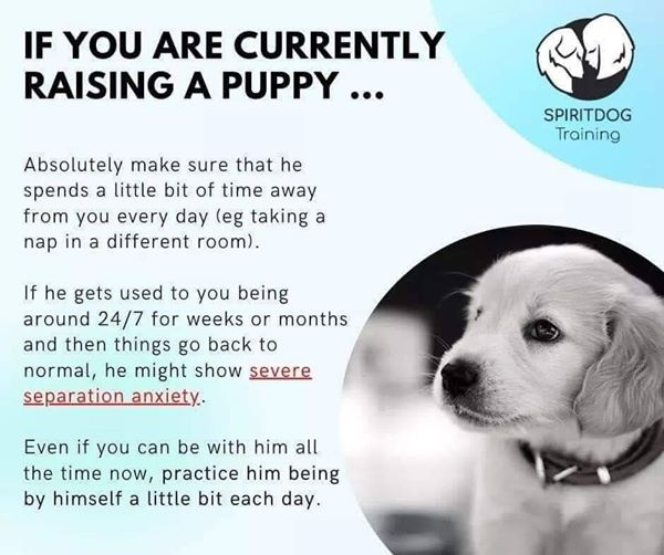 FurRSQ's tweet photo. With the world slowly opening up, be sure to help prevent your fur babies from getting separation anxiety. Start slowly and slowly increase the length of time you are away. Separation anxiety is a major issue for puppies, as well as kittens! https://t.co/0UZ9WJrVnD