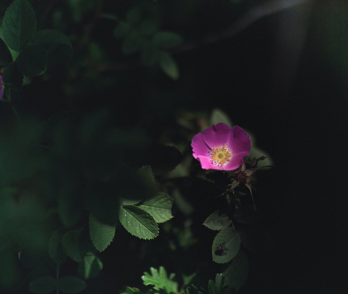 YvetteLouise_'s tweet photo. Like wildflowers; You must allow yourself to grow in all the places people thought you never would.โ
โ E.V.
๐ธ @YvetteLouise_ ๐บ
#NaturePhotography #northwalesphotography #naturelover #earthlens #lovenature #earth #yourwales #photographydaily #Flowers #quotes #inspire https://t.co/kwinYcEXP1