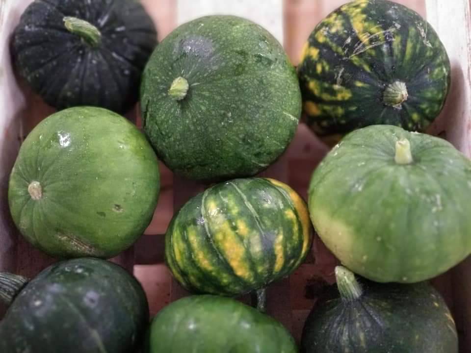 Inguruko baratzak pixkanaka udako barazkiez betetzen hasi zaizkigu. Lehenik, horren preziatuak diren tomateen txanda izan zen eta azken egunetan, bertako lehen kuiatxo eta zapallo motako kuiak ere jaso ditugu. 
Zorionekoak gu!
#UdakoBaratza #Gozatu 
#ElikaduraBurujabetza