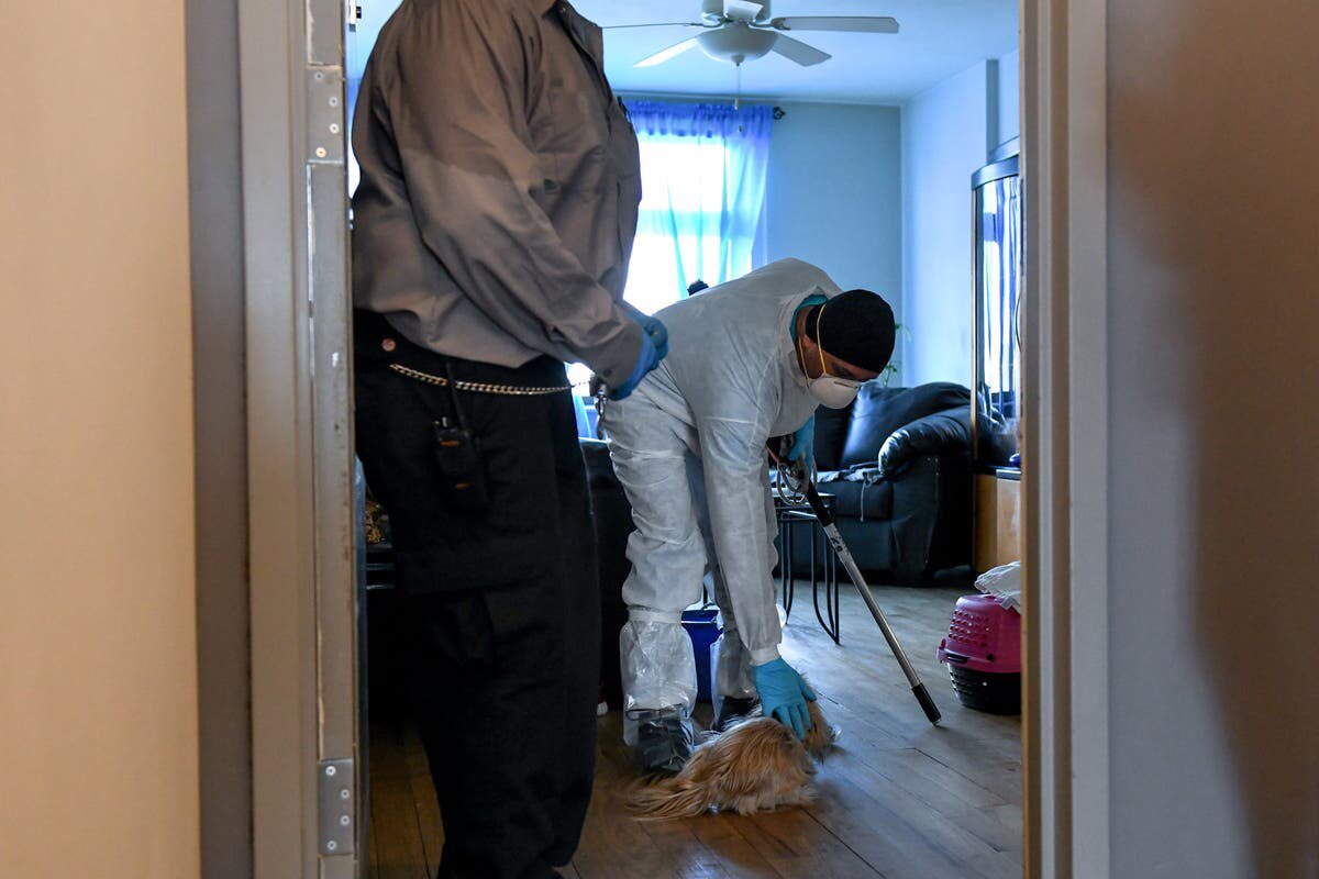 Animal specialists in full PPE enter homes to feed hungry pets whose guardians are hospitalized with COVID, or to take custody of pets when patients do not return home. @mayorsCAU thanks animal first responders. Read more from @nytimes: rb.gy/fyiitk #NYCMayorsAnimals