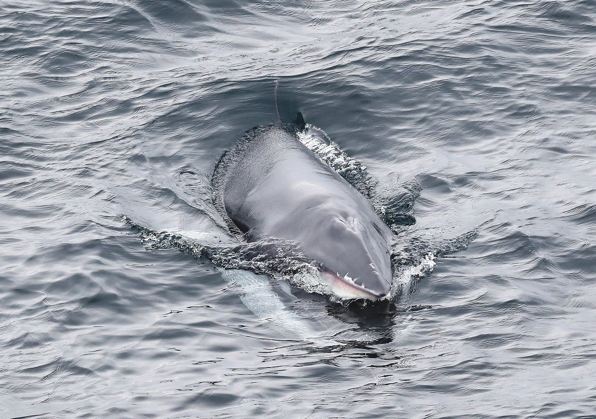 An absolutely humbling afternoon today watching this magnificent Minke Whale feeding in a sheltered bay on the edges of Lerwick. Other British towns have urban foxes - here in #Shetland we have urban whales.