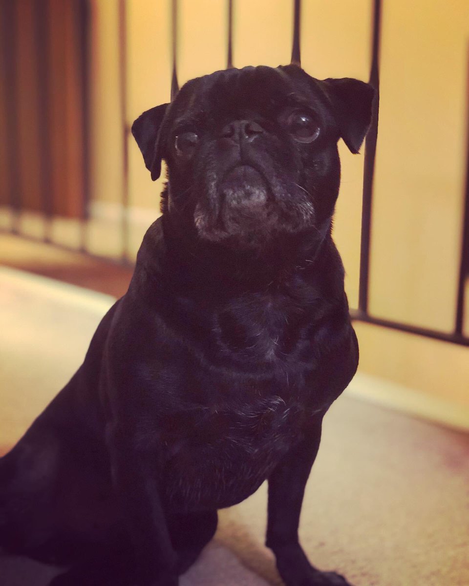 Tu2Pat's tweet photo. Happy 7th birthday to my best friend. He has surely been enjoying the fact that I have been working remotely since March. #blackpug #puglife https://t.co/OHdKBiUDEK