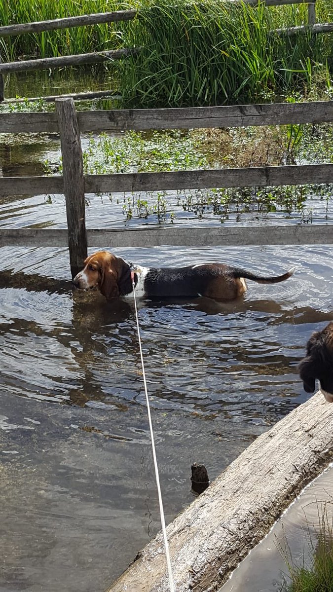 EmbleyBoarding's tweet photo. Pawfect entries from Mrs L, our House mother, on why she misses boarding plus doggy paddle walks for two of our #NationalBoardingWeek Challenges! 💕🐶 #WhatIMissMost #WalkRunRide #squadkit #imissboarding #iloveboarding @EmbleyHampshire @BSAboarding @Squadkit https://t.co/HQfWQFQOIG