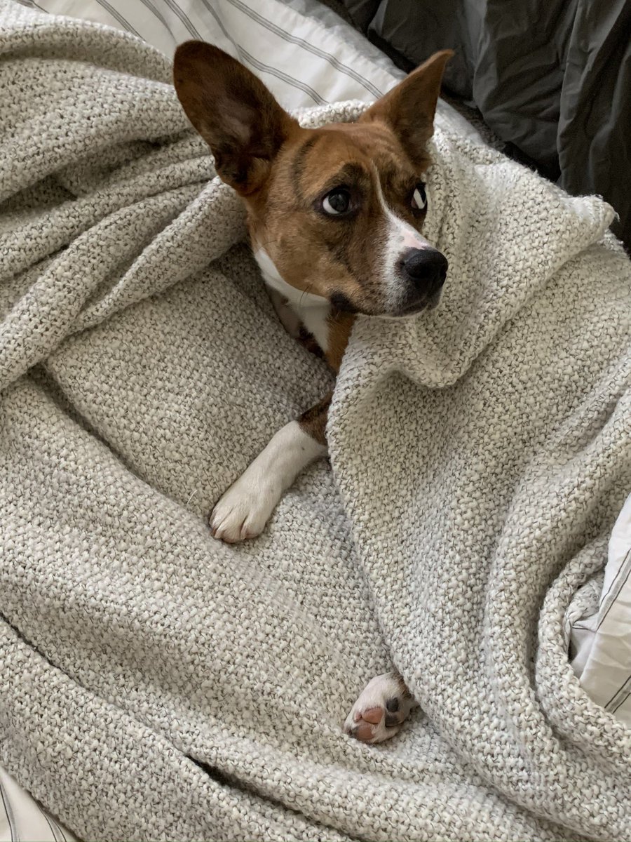 lespickering18's tweet photo. @Mojadeaintjokun You can always come to ATL! My puppy LOVES her bff Mojade!😉 https://t.co/1B6gvQbTT9