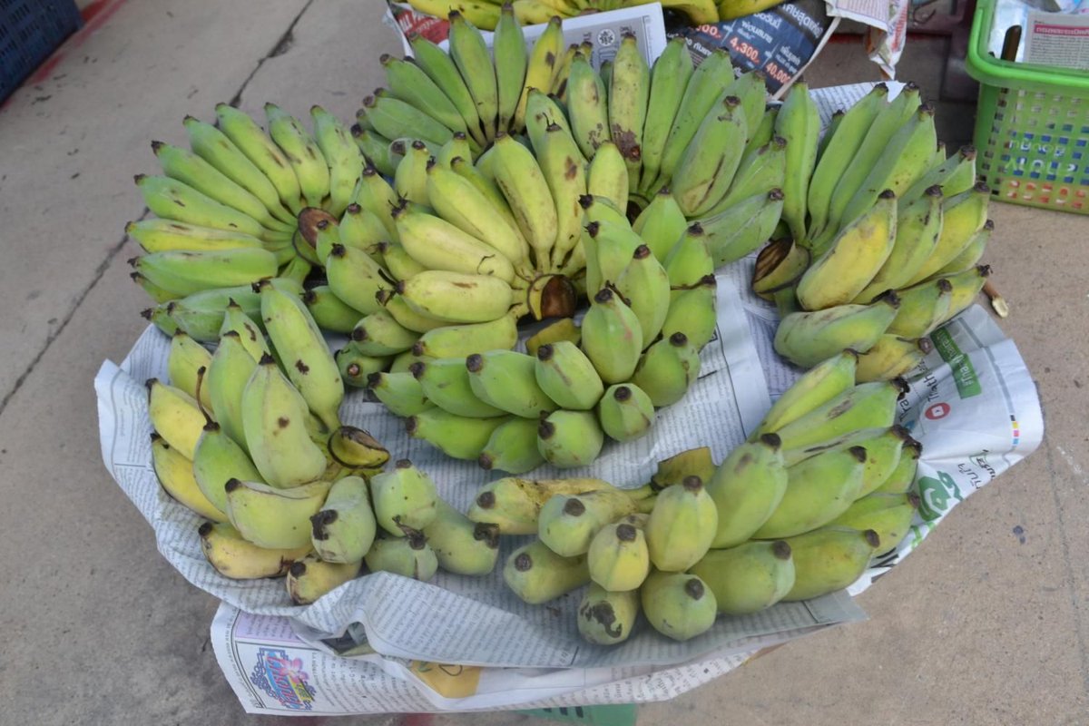 RTB_CGIAR's tweet photo. #Bananas are nutritious and can be eaten as sweet snacks or cooked as savoury dishes. This article touches on some of the well-known varieties grown in #Thailand, their qualities, and their applications.

Learn more: https://t.co/y5P0ndDeps https://t.co/hHg3OEVAfn