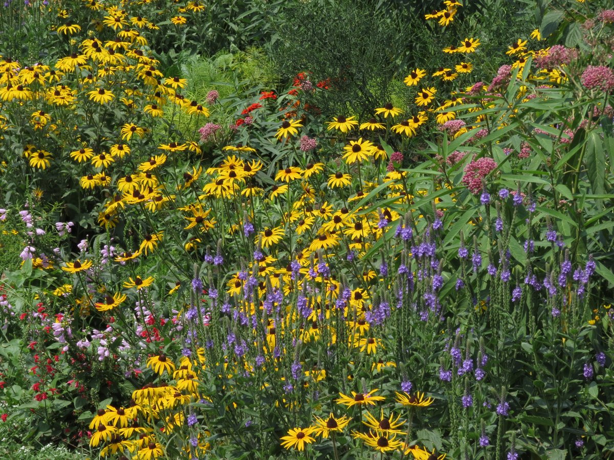 BeesYork's tweet image. #PollinatorWeek day 6. Today we feature @clementfkent1. Public outreach by BEEc researchers L. Packer, @AmroYorkU @sanrehan @SaveWildBees inspired him to build native plant gardens. Helping native pollinators, he turned this into a larger scale, community-led program. (1/5)