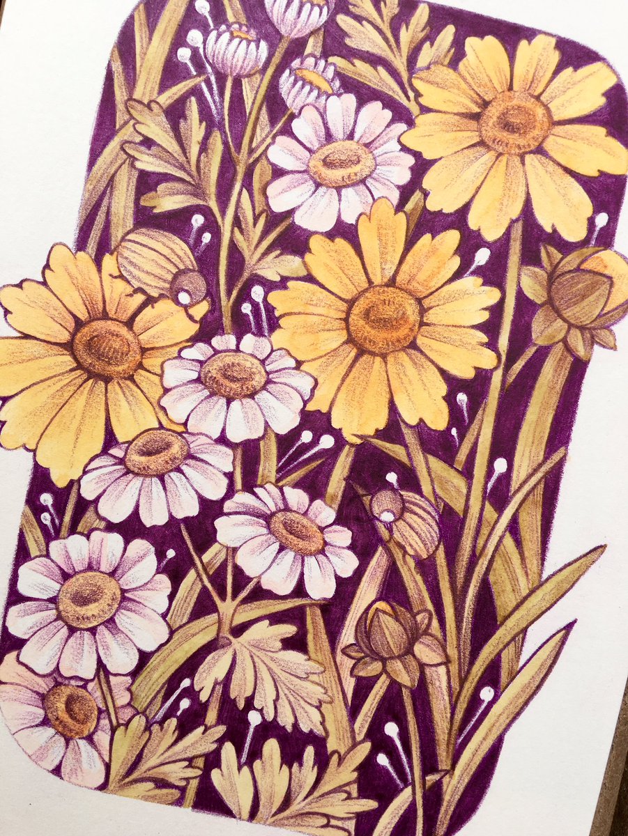 loonpflug's tweet photo. coreopsis and feverfew 🌿🌻 https://t.co/sgojxzZKhE