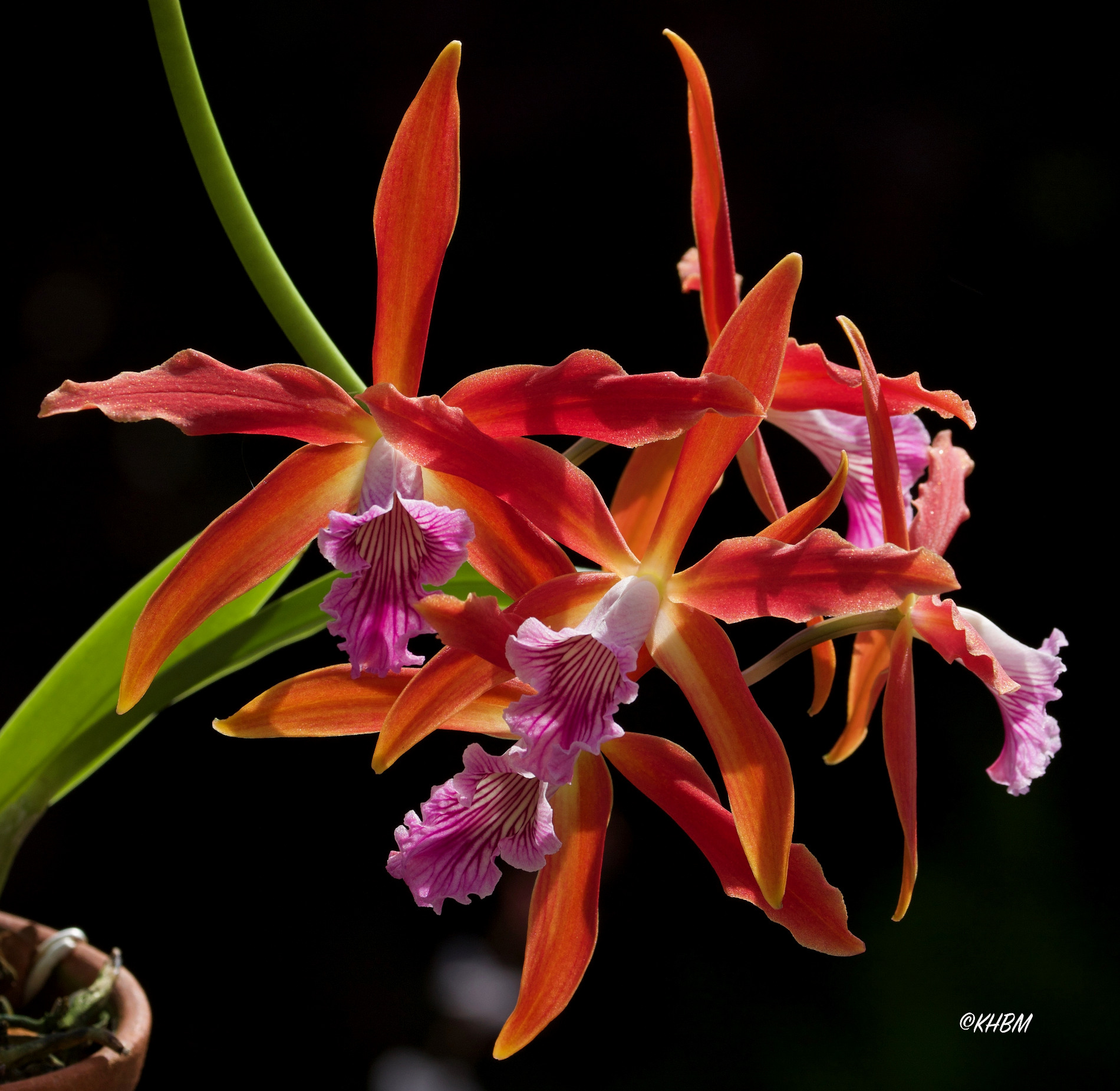 Cattleya ページ Cattleya Orchid Seedling RL90 (C. Ruth Gee 'Fyans' x C