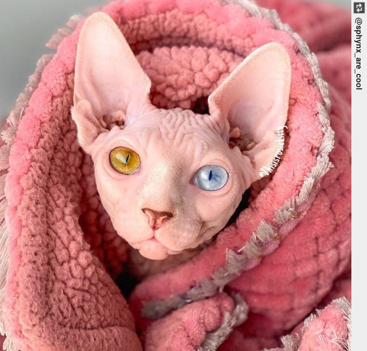 Gorgeous . Credits: . - Follow Us - Tag us - #sphynxlovers #sphynxkitty #sphynxclub #ingloriouscats #sphynxcat #hairlesscat