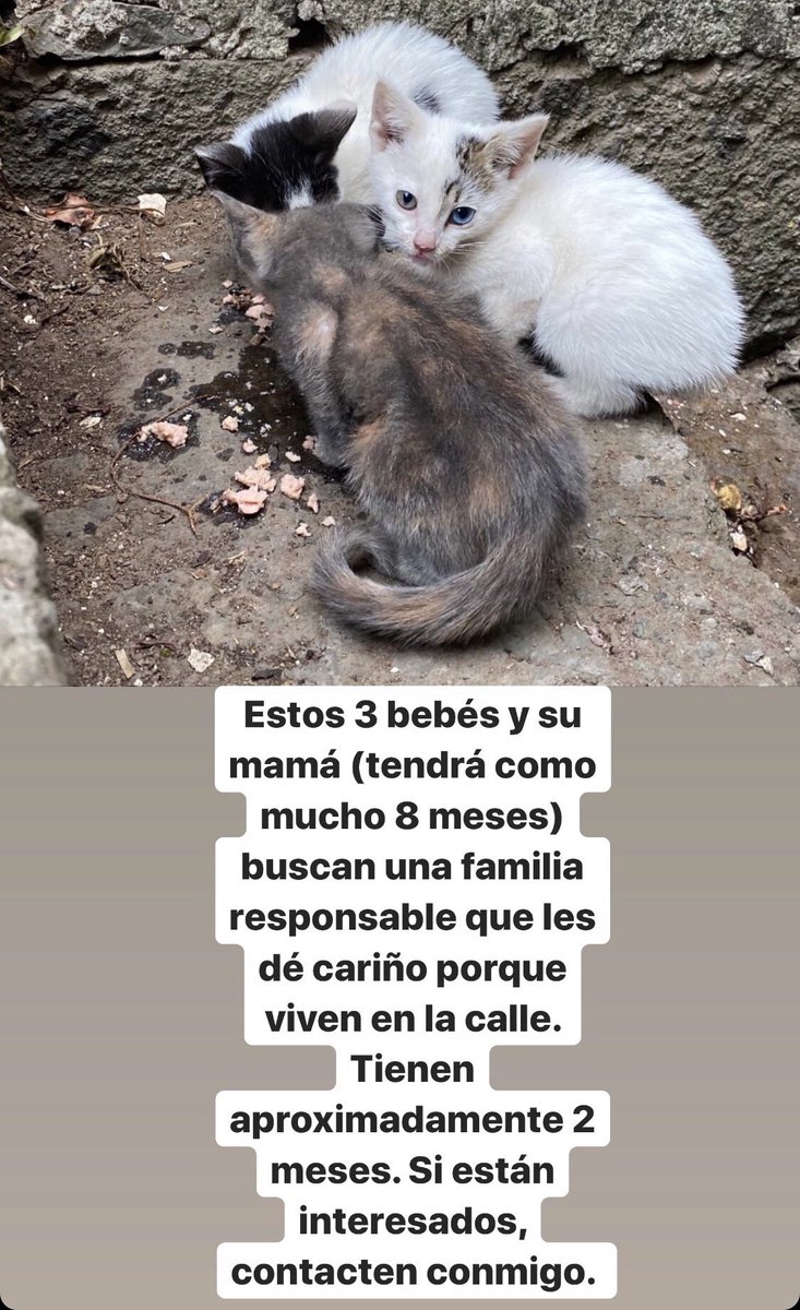 MaryJaneSta's tweet photo. Ayúdame a buscarles un hogar 💕 https://t.co/Z9JHiHc5fs