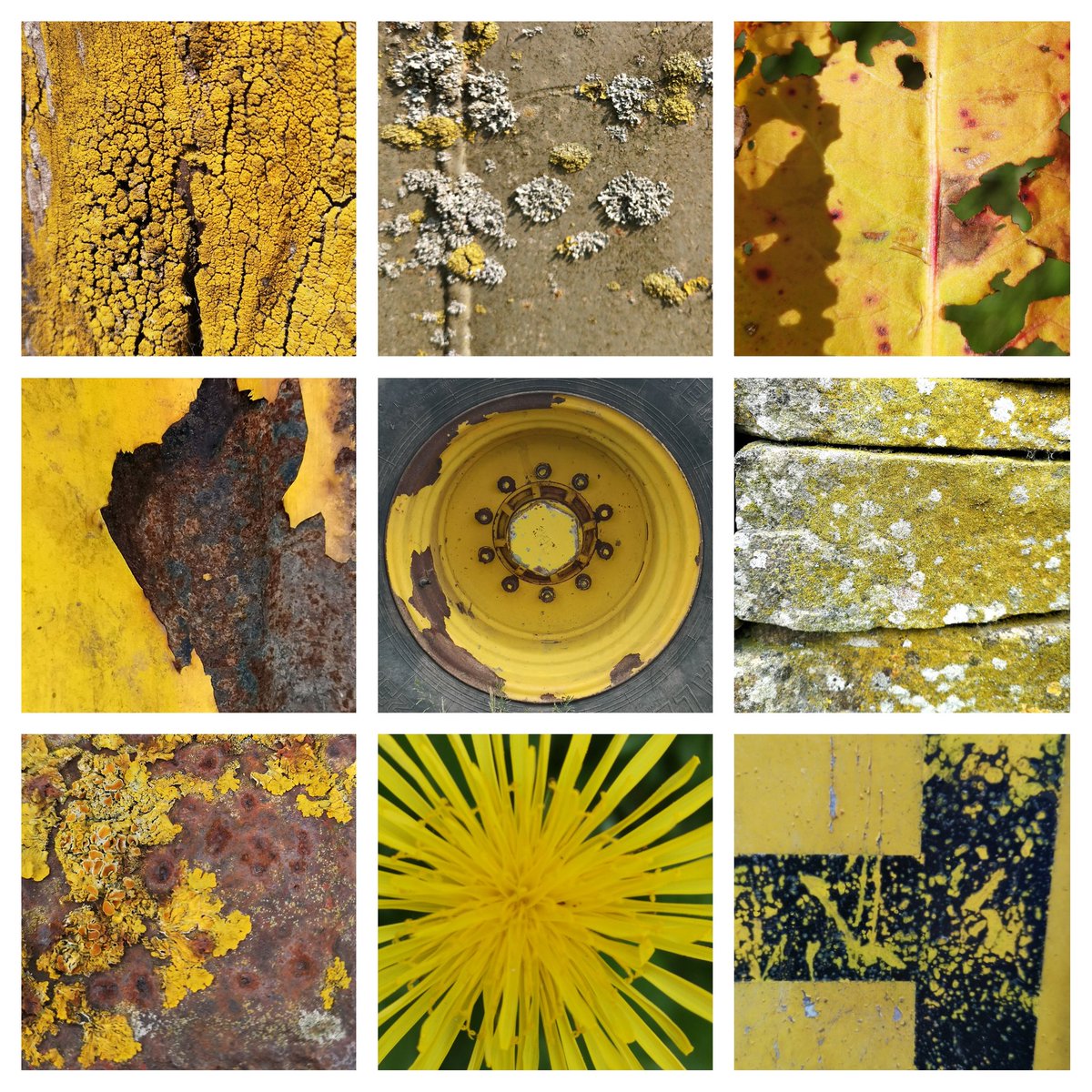 LauraDentArt's tweet photo. Collating textures from lockdown walks in colour groups inspired by @LizAtkin #satisfying #texturehuntergatherer #refocus #isolationart #isolationphotography #lockdownuklife #Colourpop #selectedcolour https://t.co/2yfYZE1zAi