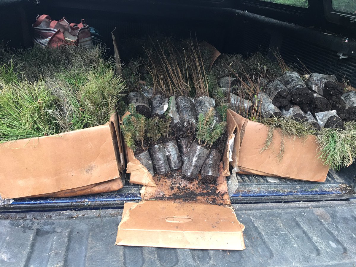 belindadaniels9's tweet image. Planting 1500 trees in my back yard today! Going to grow a forest :) mitosak minahik #sprucetrees