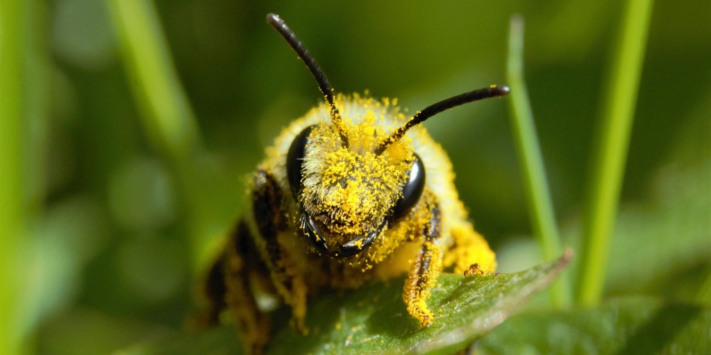 PTES's tweet photo. What a face! Ashy Mining Bees are important pollinators and generally docile solitary #bees. Become an #InsectChampion today for your free e-pack with everything you need to help our #insects https://t.co/as9IS6v6Bi

📷 David James Chatterton Shutterstock #NIW2020 #InsectWeek https://t.co/q9V1TY7EXJ