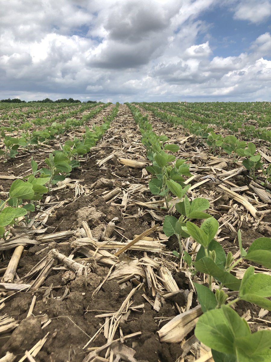 johannaburrows's tweet image. “You’re not supposed to walk in the fields too much, you’re squashing the beans!” #ontag #farmerlogic