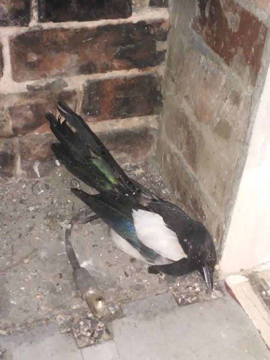 Howards (Tarleton) ChimneySweep tweet media