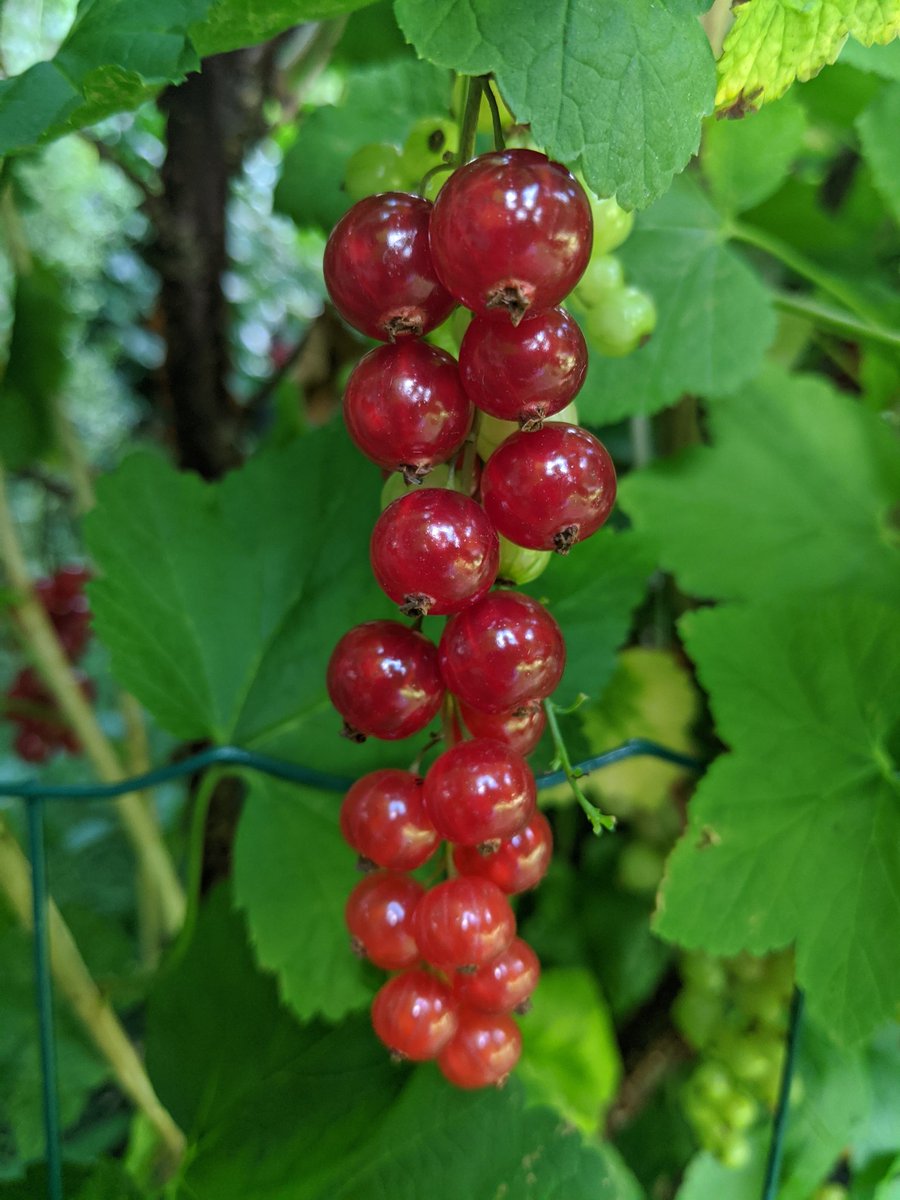 The redcurrants in my garden are looking like shiney, little, red gems. I've made a baked vanilla cheesecake topped with raspberry coulis to present them on.
#twitterbakealong <a href="/thebakingnanna1/">The Baking Nanna</a> <a href="/Rob_C_Allen/">Robert Allen</a>