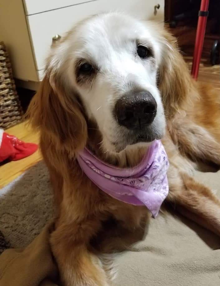 This is August. She was born on April 24, 2000. That’s right, she just turned 20, making her the oldest known golden retriever in the world. She’s received so many good girl noggin pats over the years her color has been rubbed off. We’re giving Augie the incredibly rare... 15/10