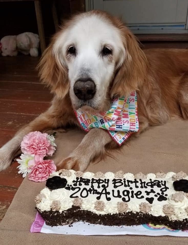 This is August. She was born on April 24, 2000. That’s right, she just turned 20, making her the oldest known golden retriever in the world. She’s received so many good girl noggin pats over the years her color has been rubbed off. We’re giving Augie the incredibly rare... 15/10