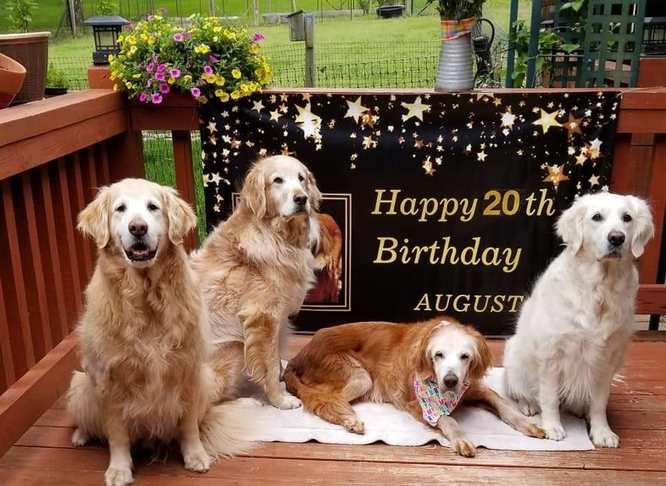 This is August. She was born on April 24, 2000. That’s right, she just turned 20, making her the oldest known golden retriever in the world. She’s received so many good girl noggin pats over the years her color has been rubbed off. We’re giving Augie the incredibly rare... 15/10