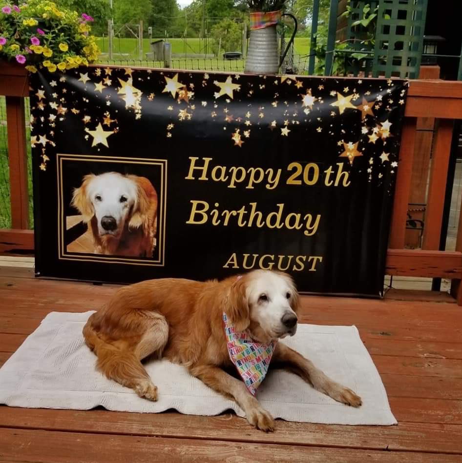 This is August. She was born on April 24, 2000. That’s right, she just turned 20, making her the oldest known golden retriever in the world. She’s received so many good girl noggin pats over the years her color has been rubbed off. We’re giving Augie the incredibly rare... 15/10